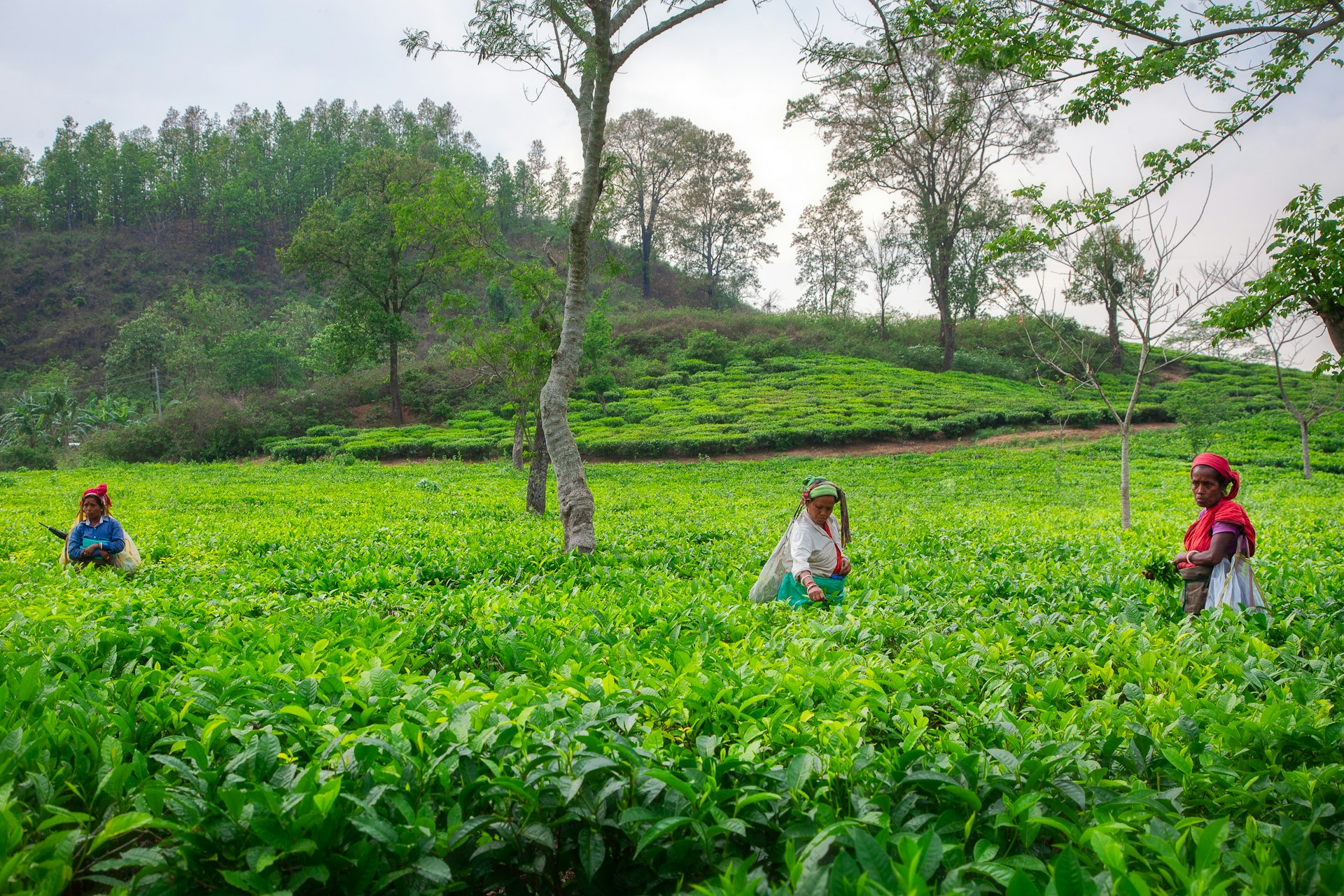 Tea pickers harvesting leaves on a plantation in Assam, India